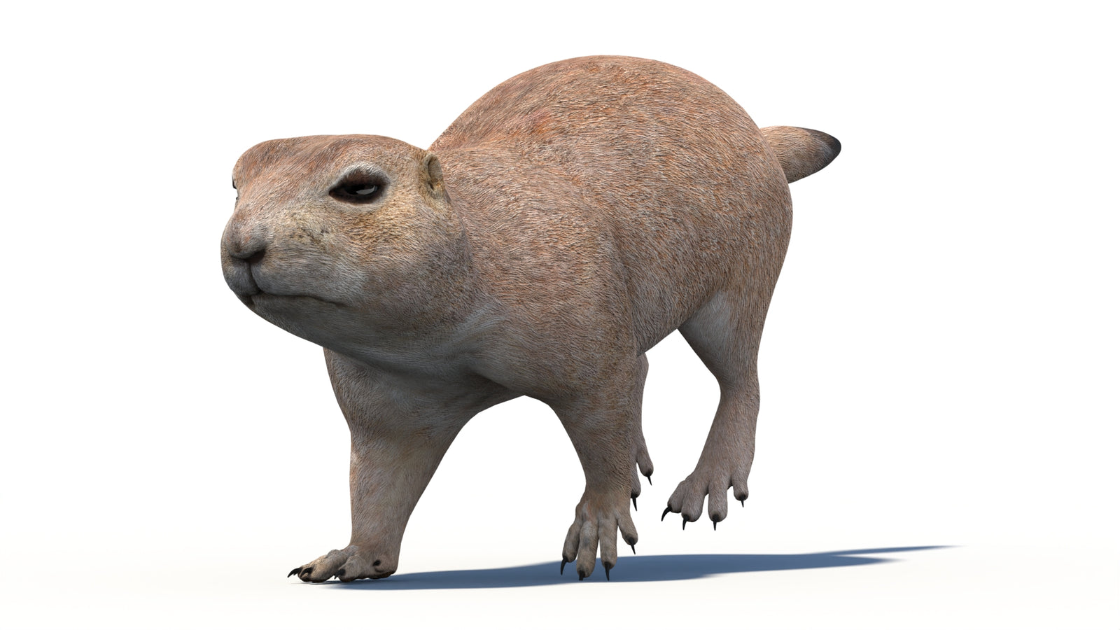 Animated Prairie Dog 3D Model 360° view 5 frame 13