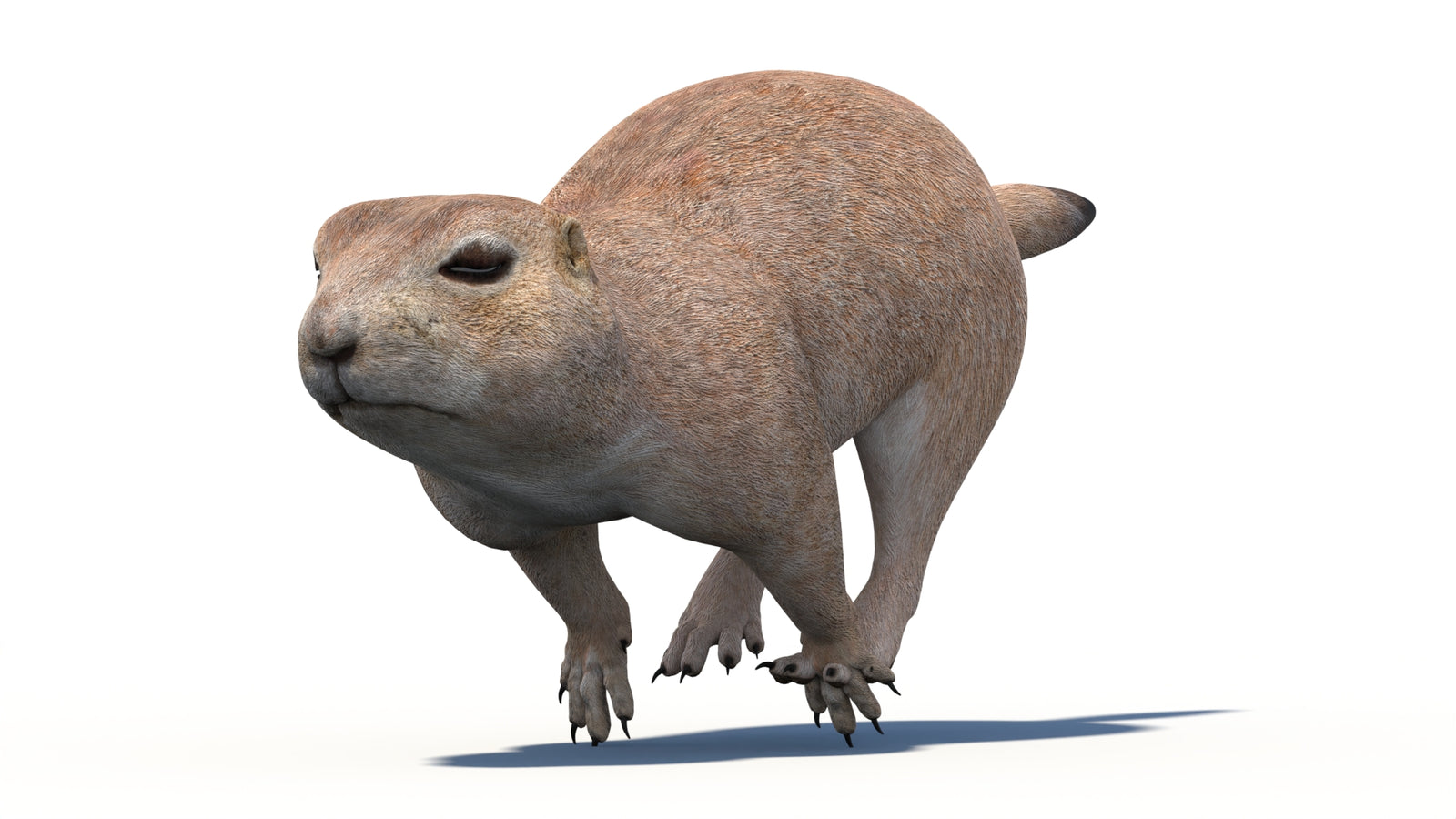 Animated Prairie Dog 3D Model 360° view 5 frame 14