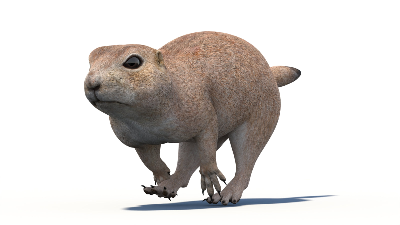 Animated Prairie Dog 3D Model 360° view 5 frame 16