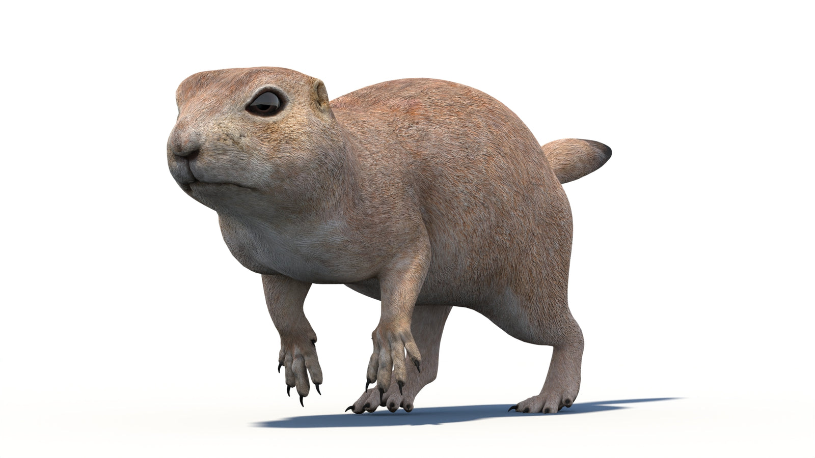 Animated Prairie Dog 3D Model 360° view 5 frame 17