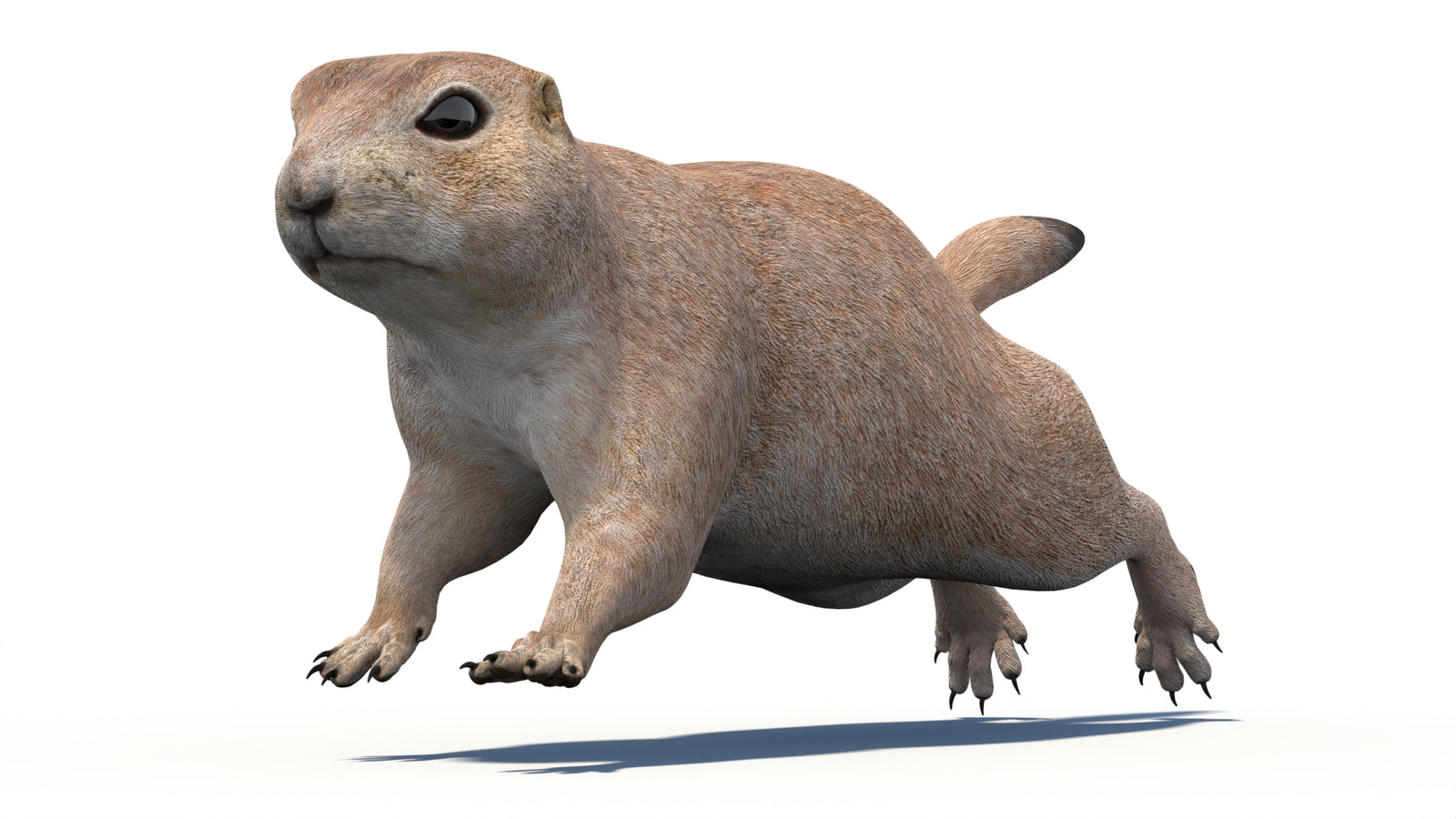 Animated Prairie Dog 3D Model 360° view 5 frame 19