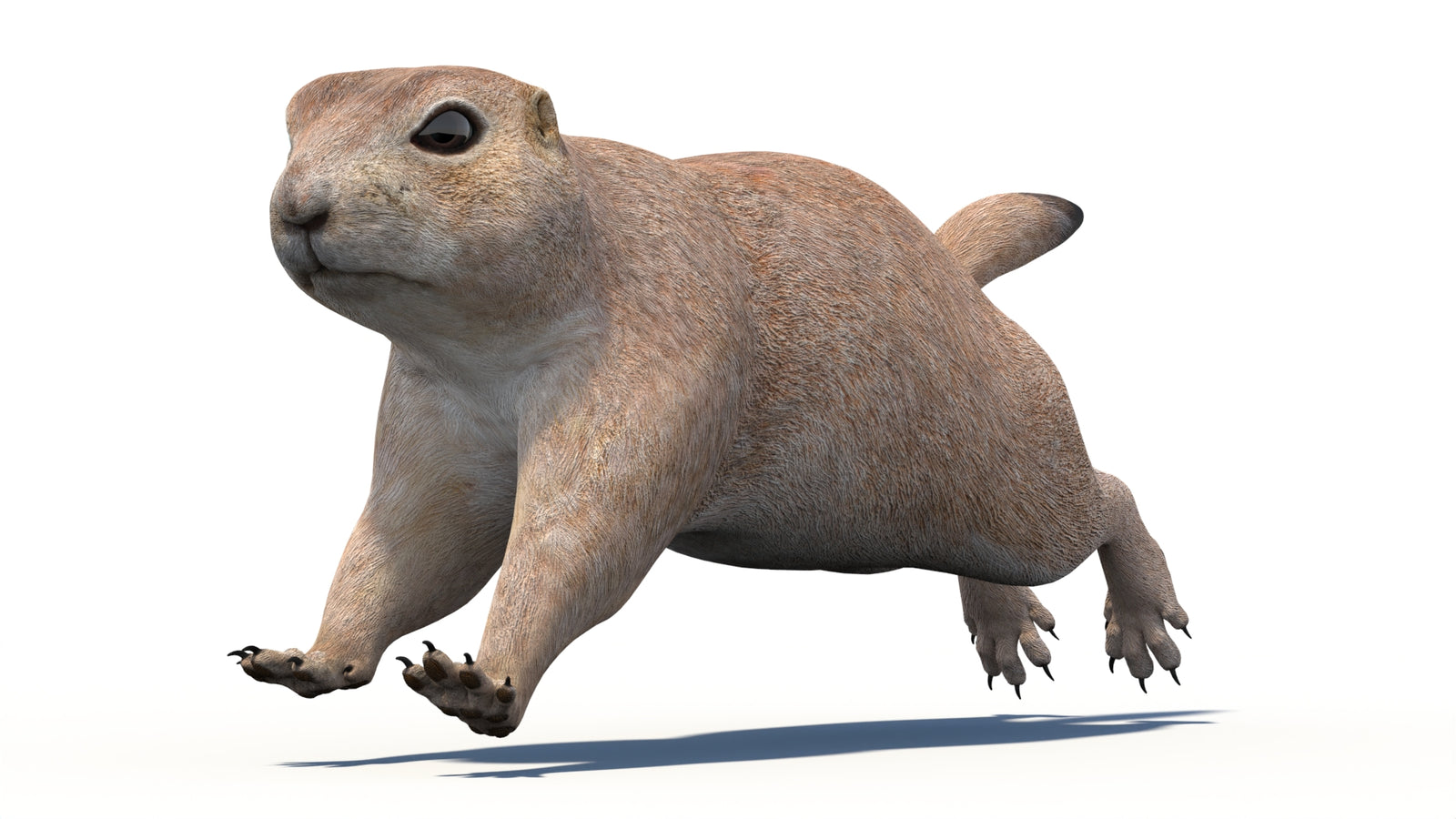 Animated Prairie Dog 3D Model 360° view 5 frame 20