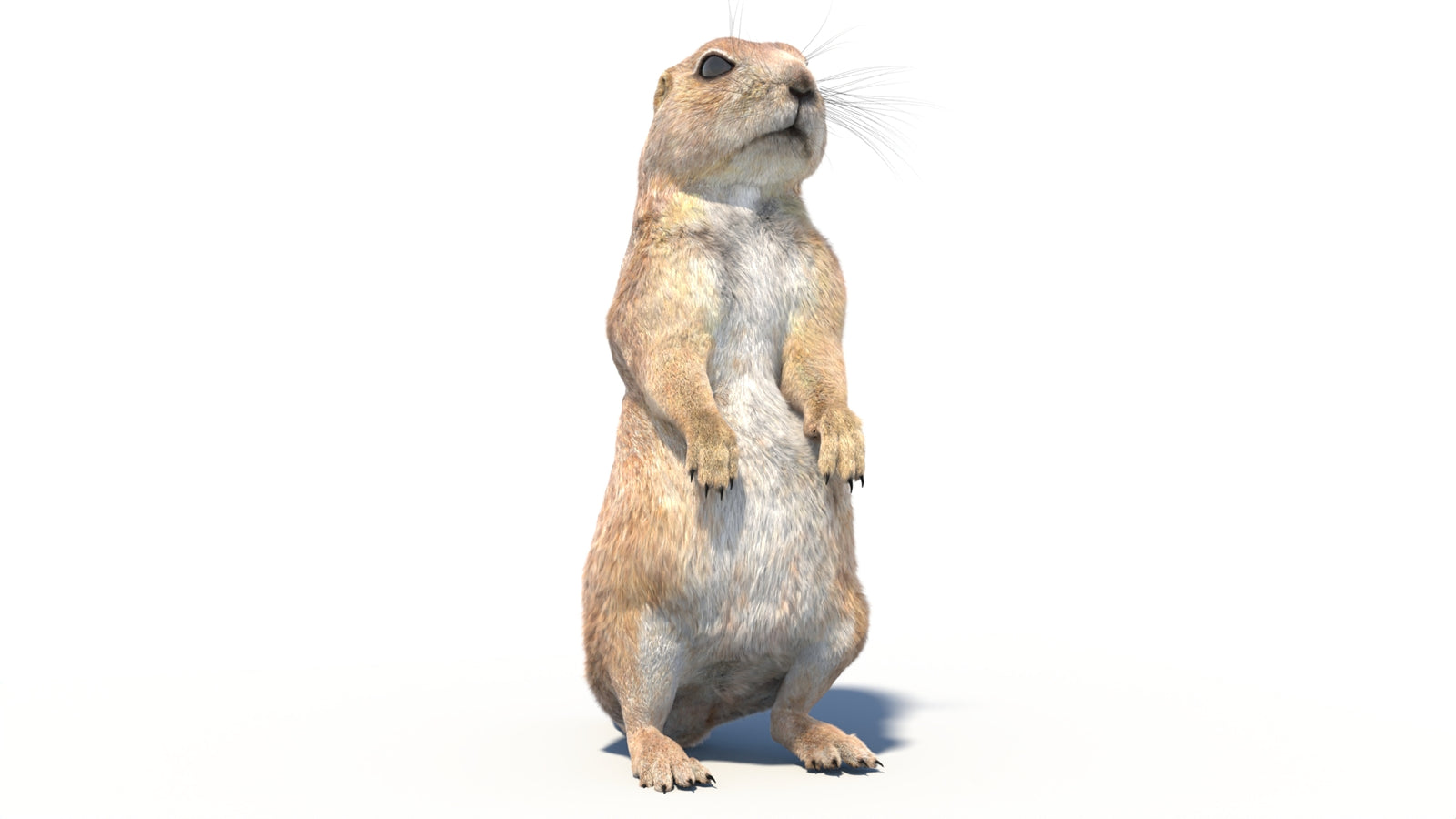 Rigged Prairie Dog 3D Model Fur 360° view 2 frame 5