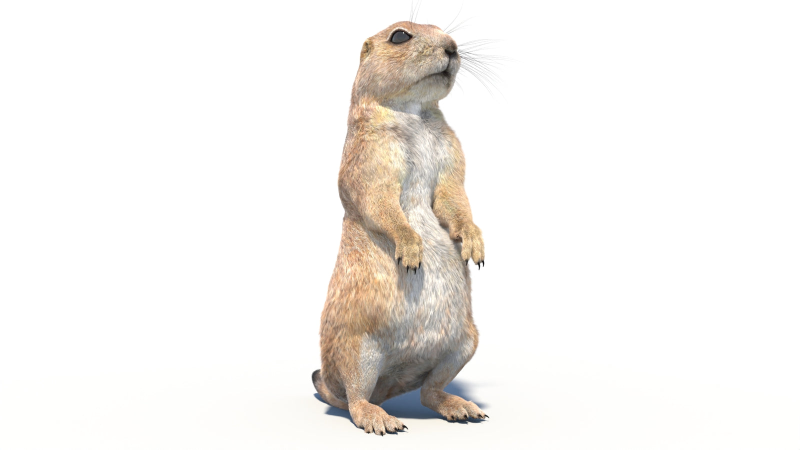 Rigged Prairie Dog 3D Model Fur 360° view 2 frame 6