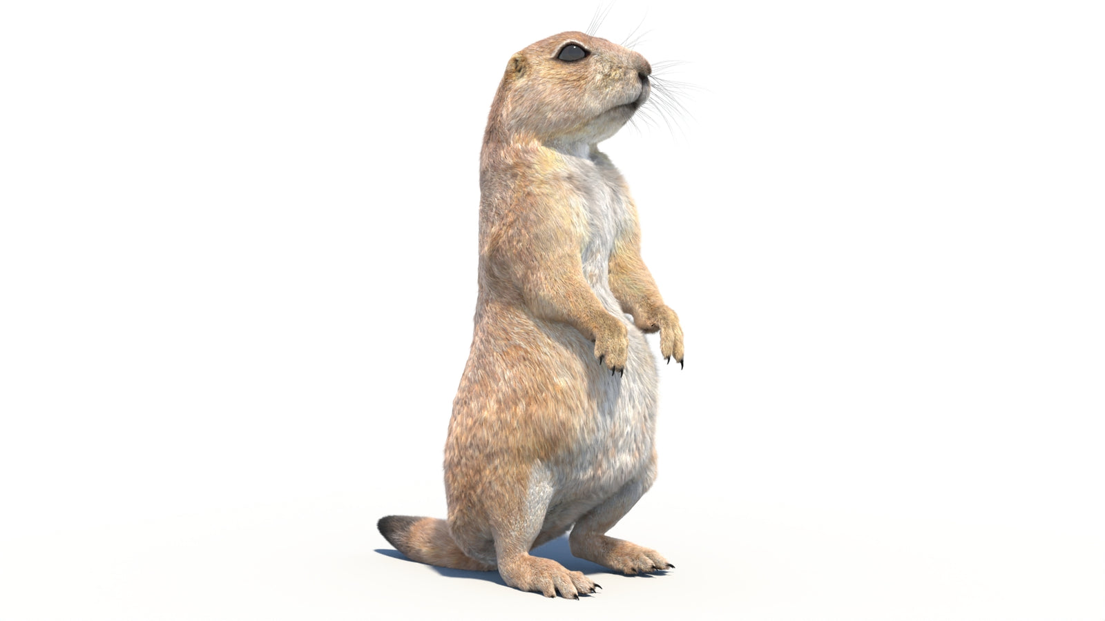 Rigged Prairie Dog 3D Model Fur 360° view 2 frame 8