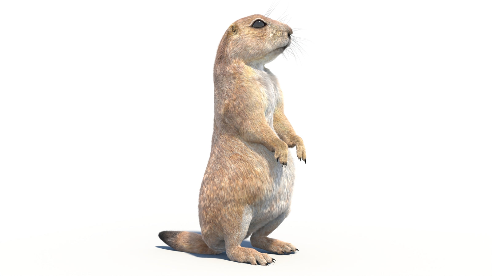 Rigged Prairie Dog 3D Model Fur 360° view 2 frame 9