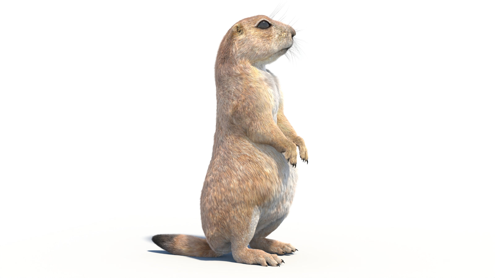 Rigged Prairie Dog 3D Model Fur 360° view 2 frame 10