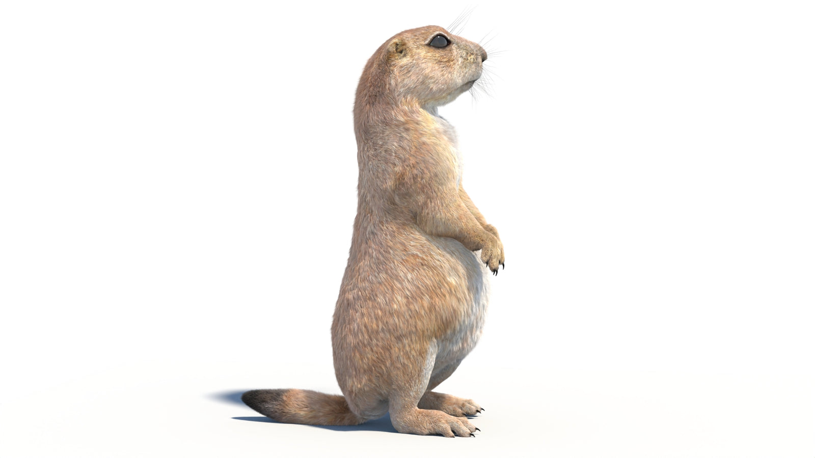 Rigged Prairie Dog 3D Model Fur 360° view 2 frame 11