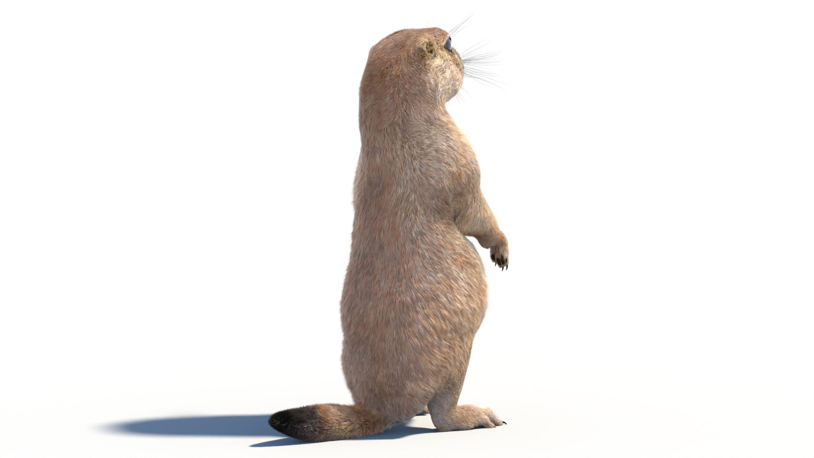 Rigged Prairie Dog 3D Model Fur 360° view 2 frame 16