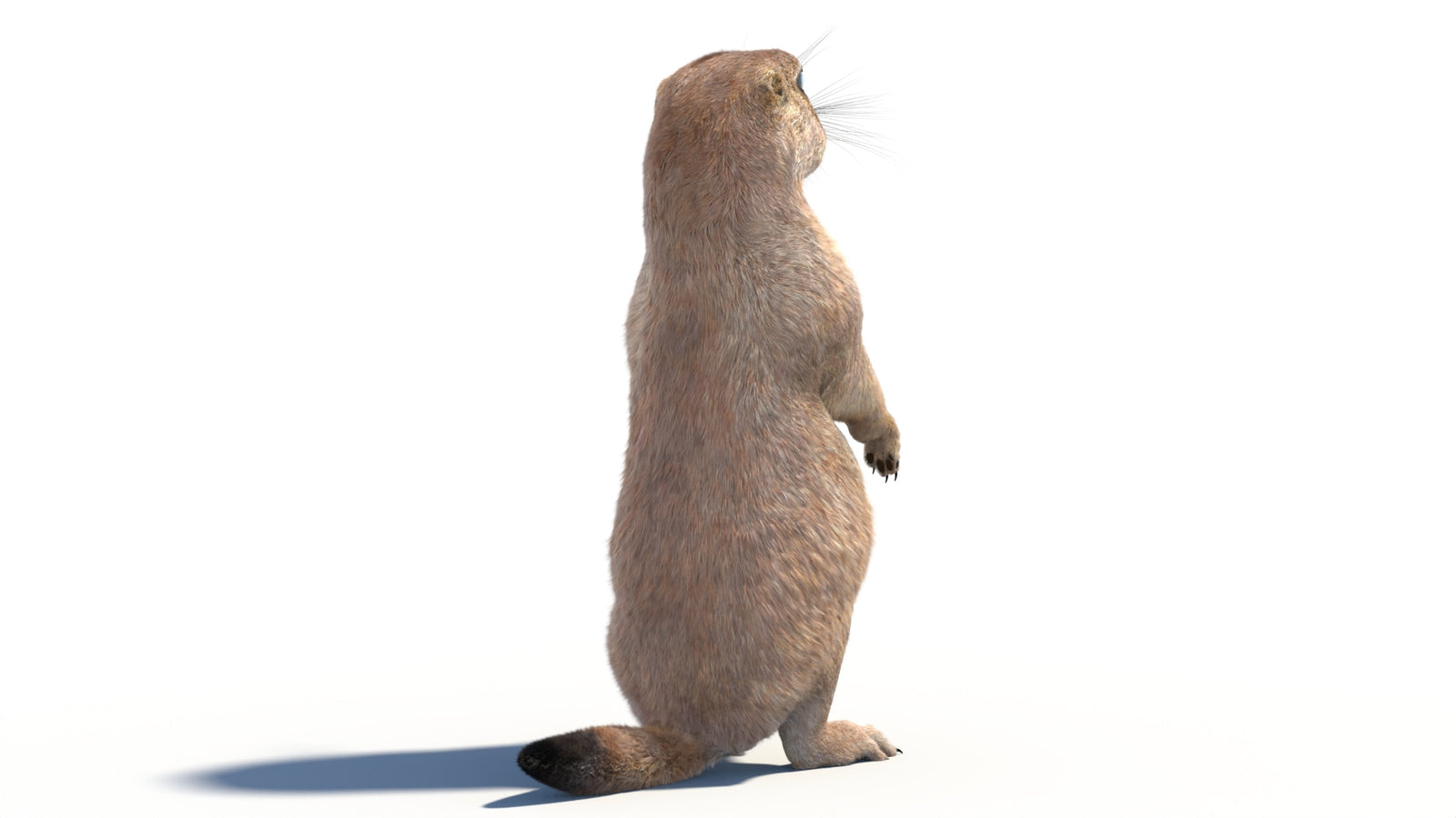 Rigged Prairie Dog 3D Model Fur 360° view 2 frame 17