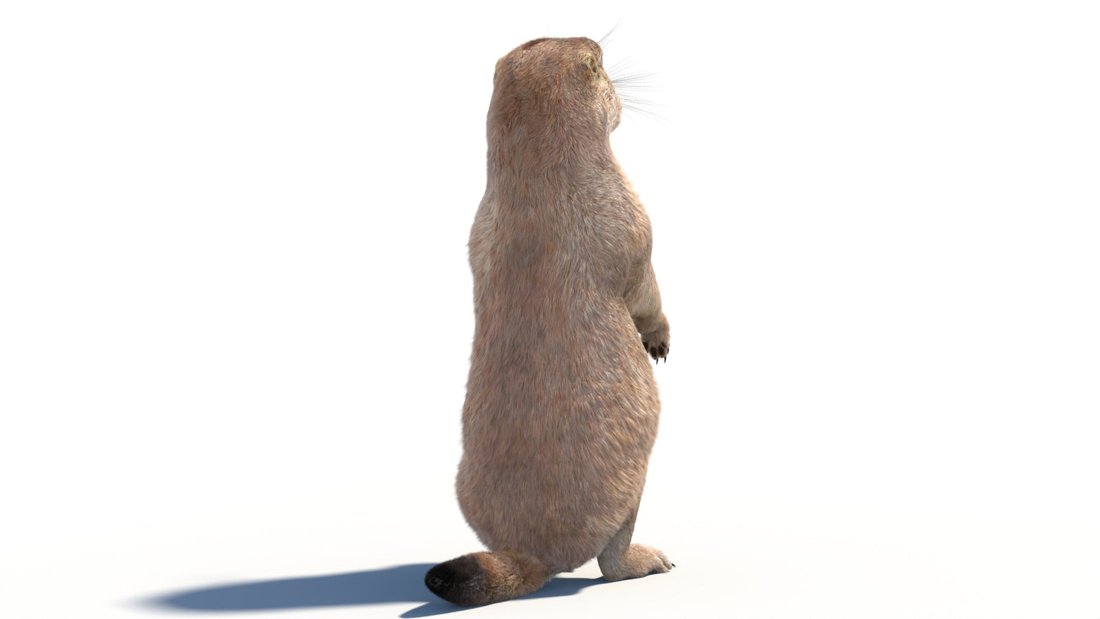Rigged Prairie Dog 3D Model Fur 360° view 2 frame 18