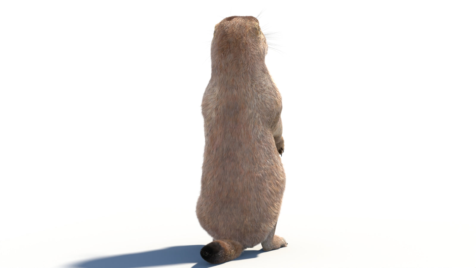 Rigged Prairie Dog 3D Model Fur 360° view 2 frame 19