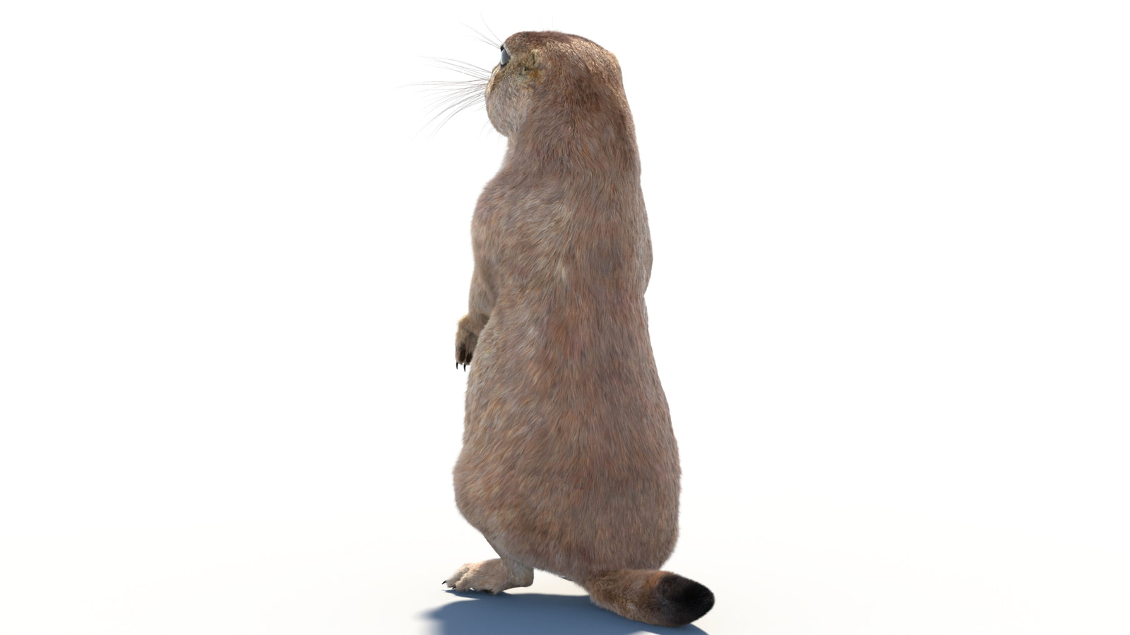 Rigged Prairie Dog 3D Model Fur 360° view 2 frame 24