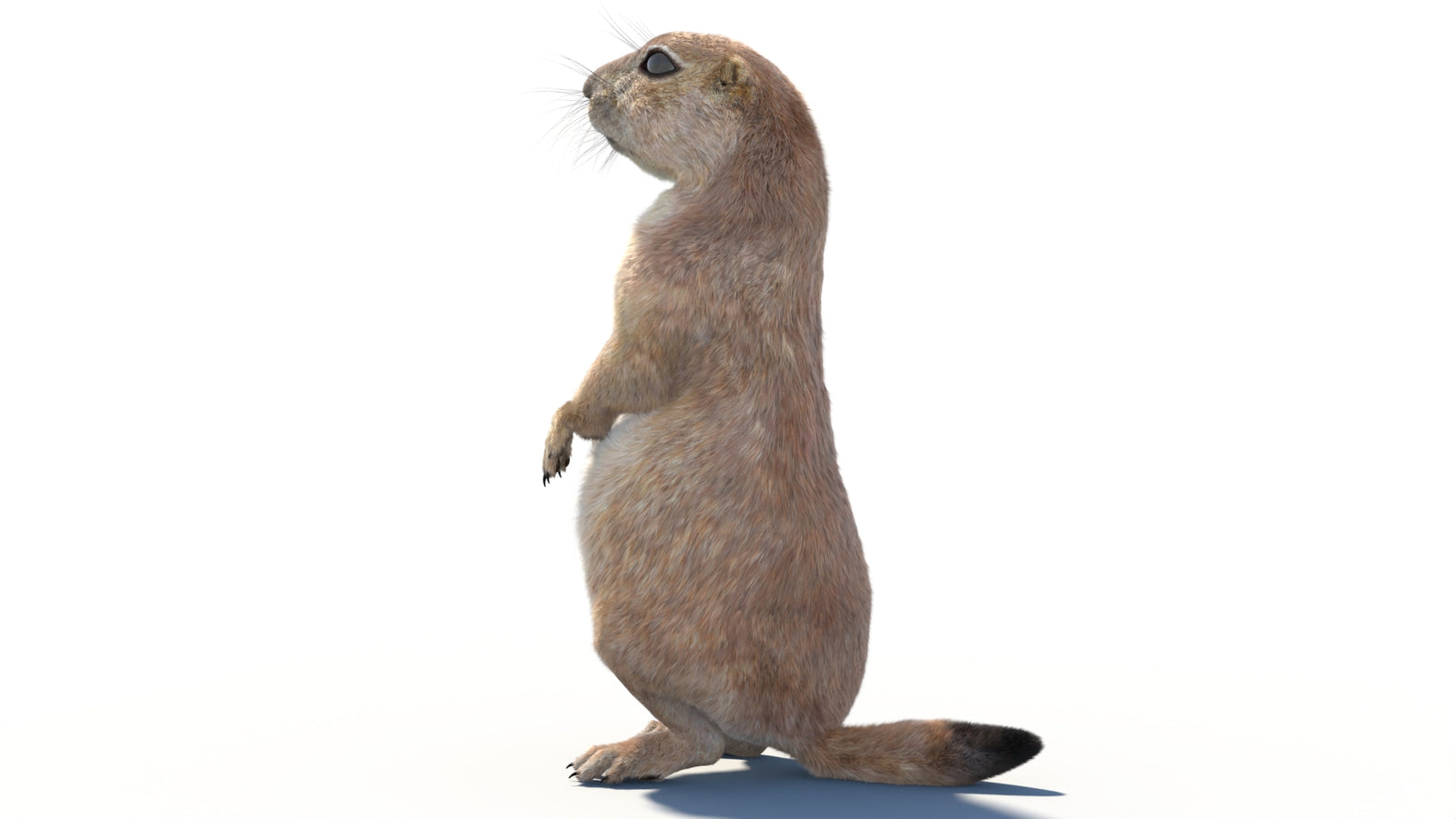 Rigged Prairie Dog 3D Model Fur 360° view 2 frame 28