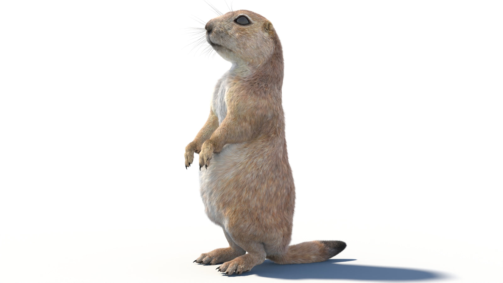 Rigged Prairie Dog 3D Model Fur 360° view 2 frame 32