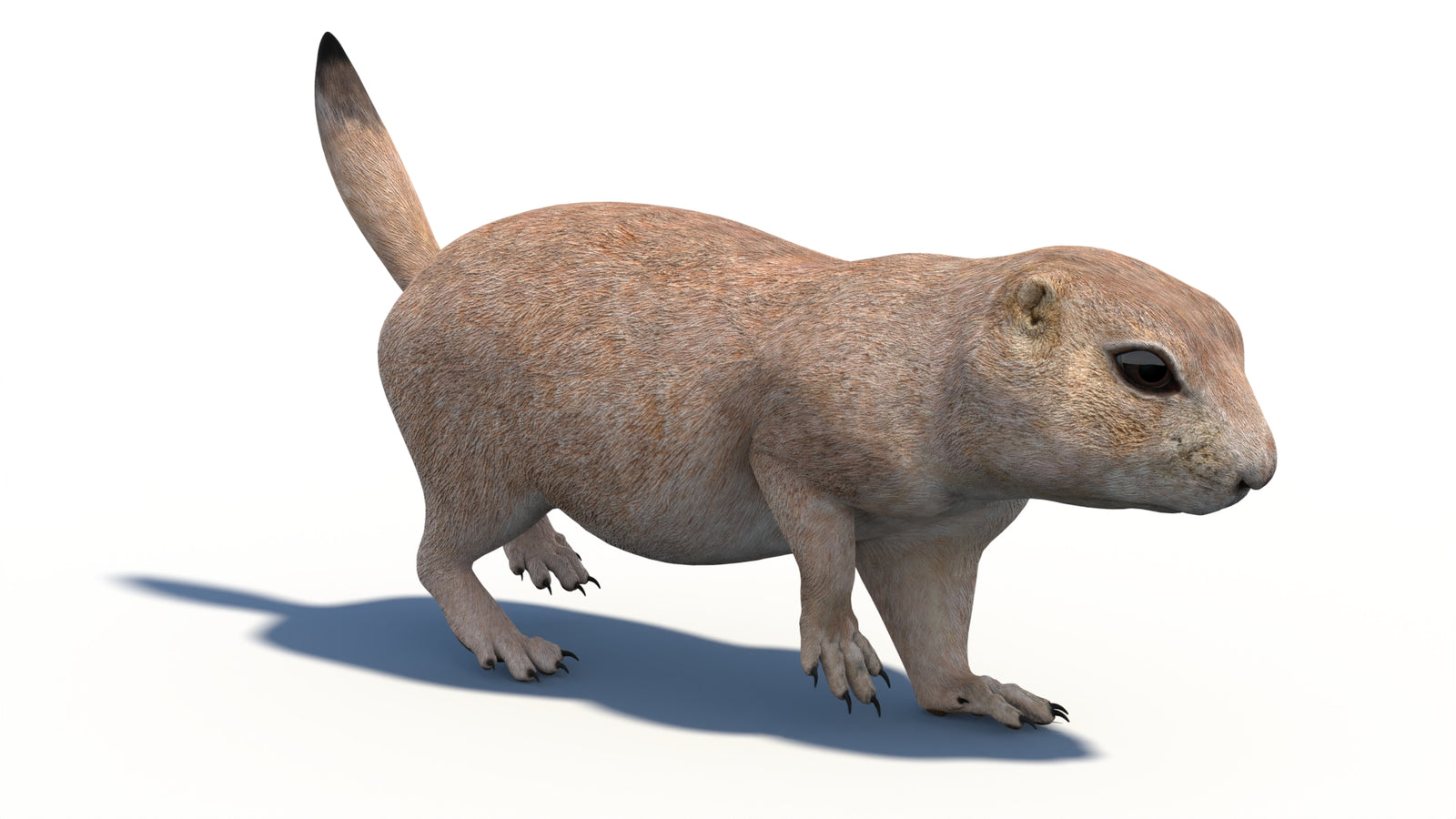 Animated Prairie Dog 3D Model 360° view 3 frame 4