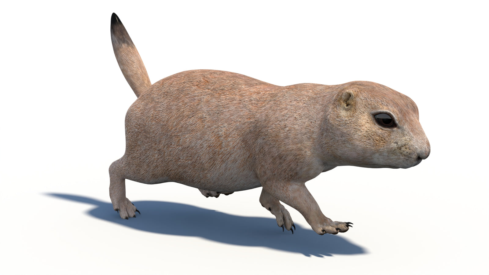 Animated Prairie Dog 3D Model 360° view 3 frame 7