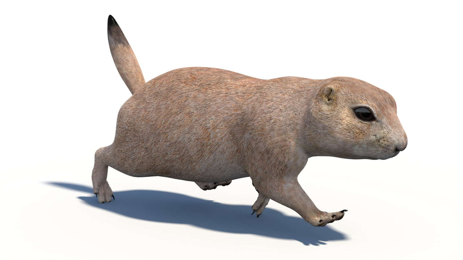 Animated Prairie Dog 3D Model 360° view 3 frame 8