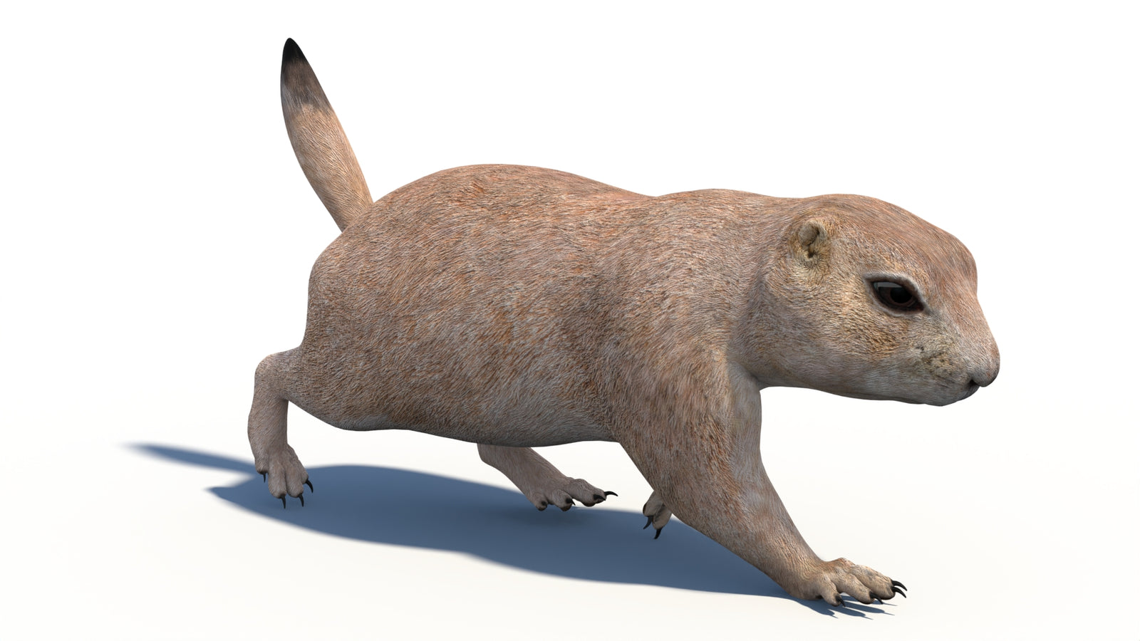 Animated Prairie Dog 3D Model 360° view 3 frame 12