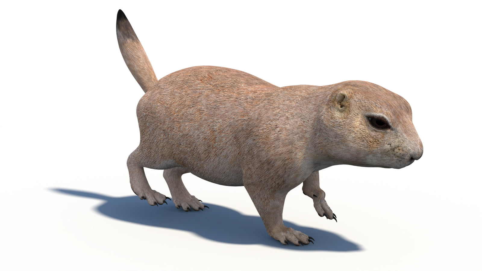 Animated Prairie Dog 3D Model 360° view 3 frame 15