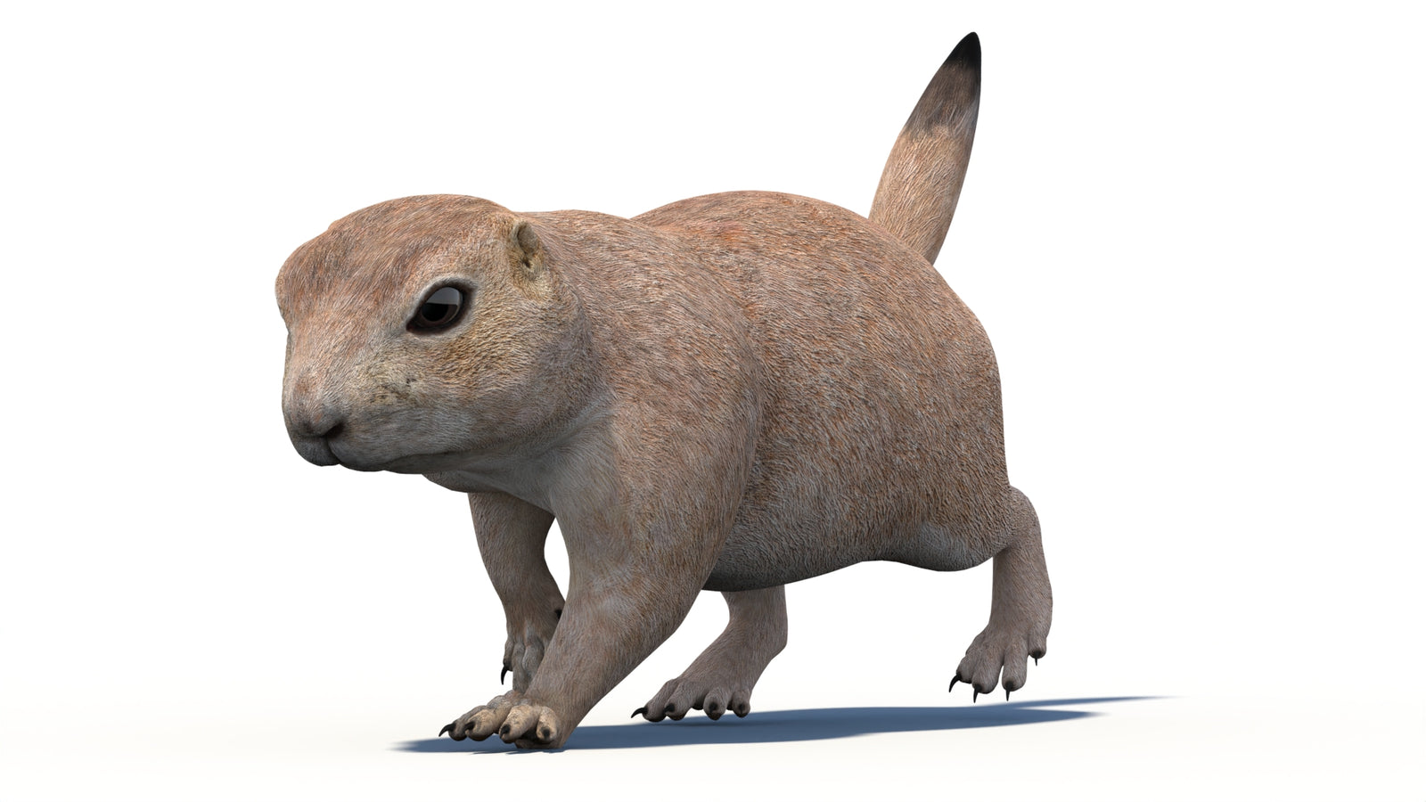 Animated Prairie Dog 3D Model 360° view 4 frame 3