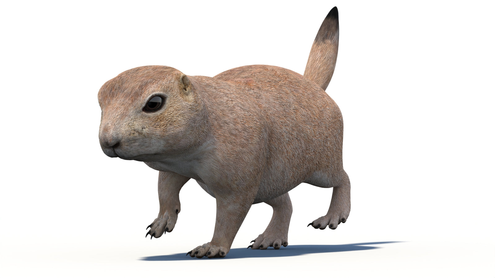 Animated Prairie Dog 3D Model 360° view 4 frame 5