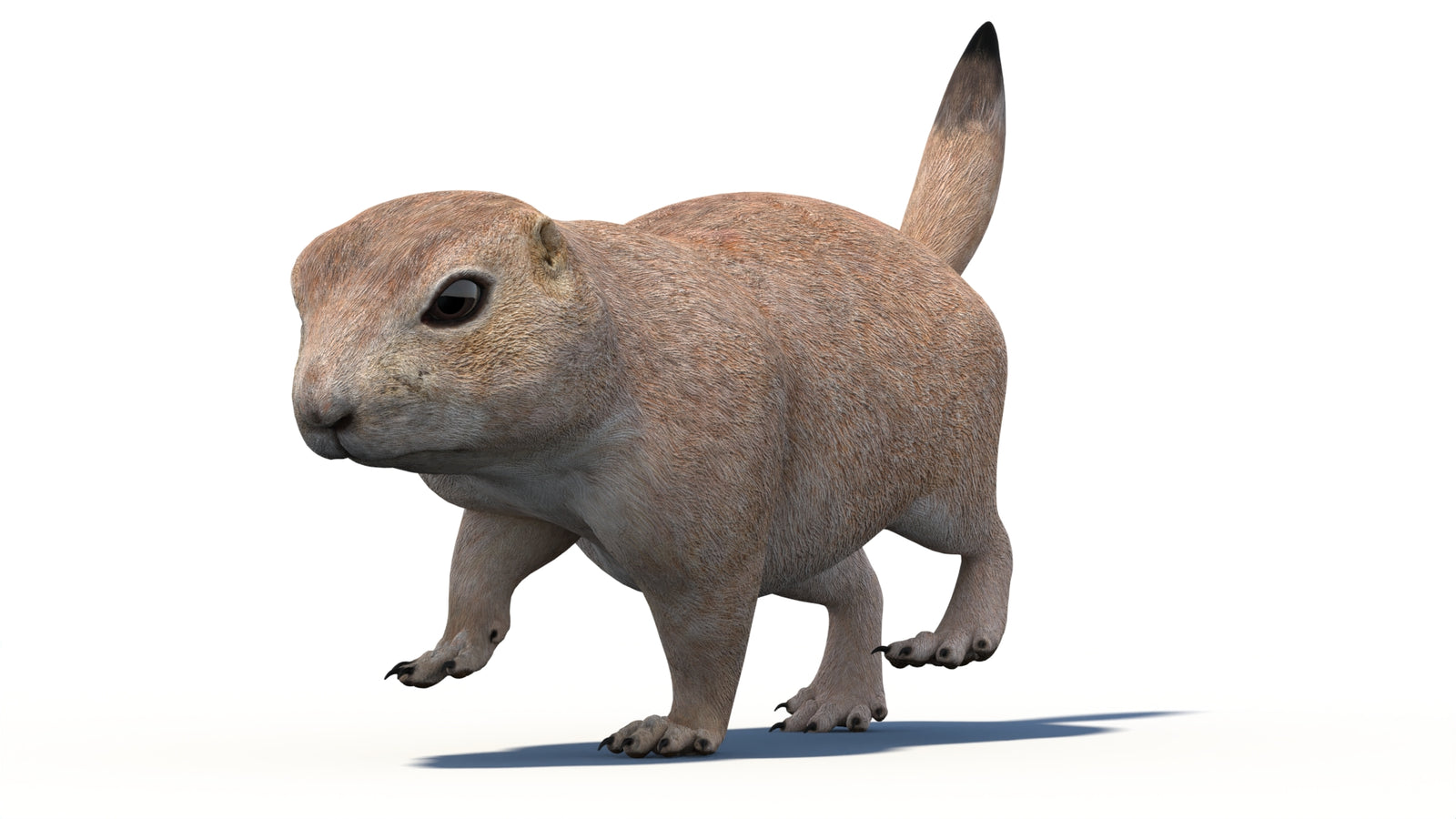 Animated Prairie Dog 3D Model 360° view 4 frame 6