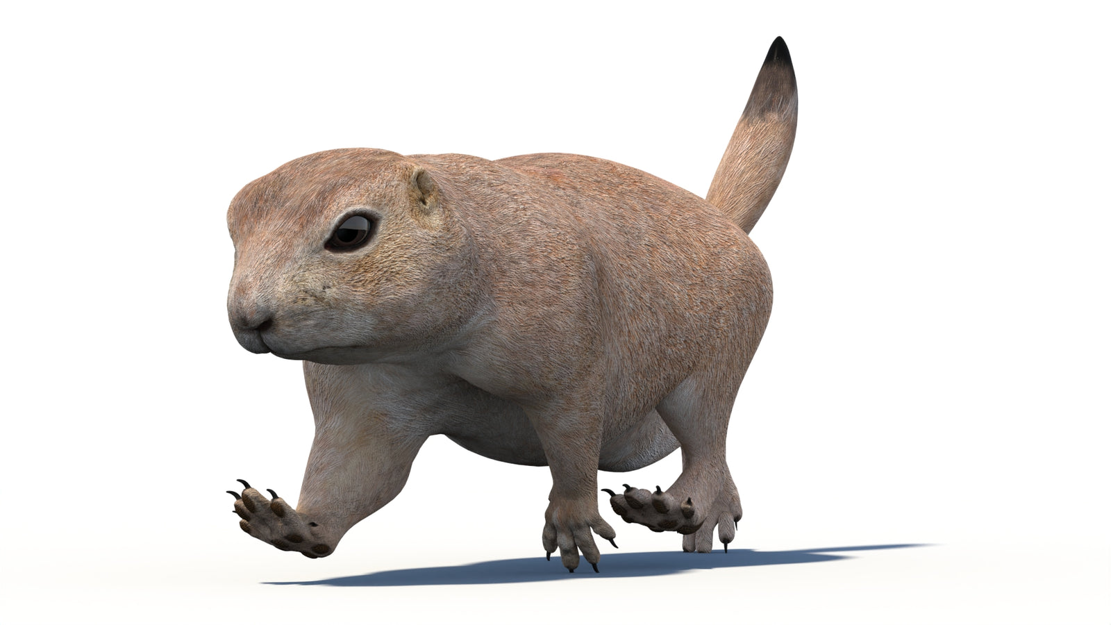 Animated Prairie Dog 3D Model 360° view 4 frame 9