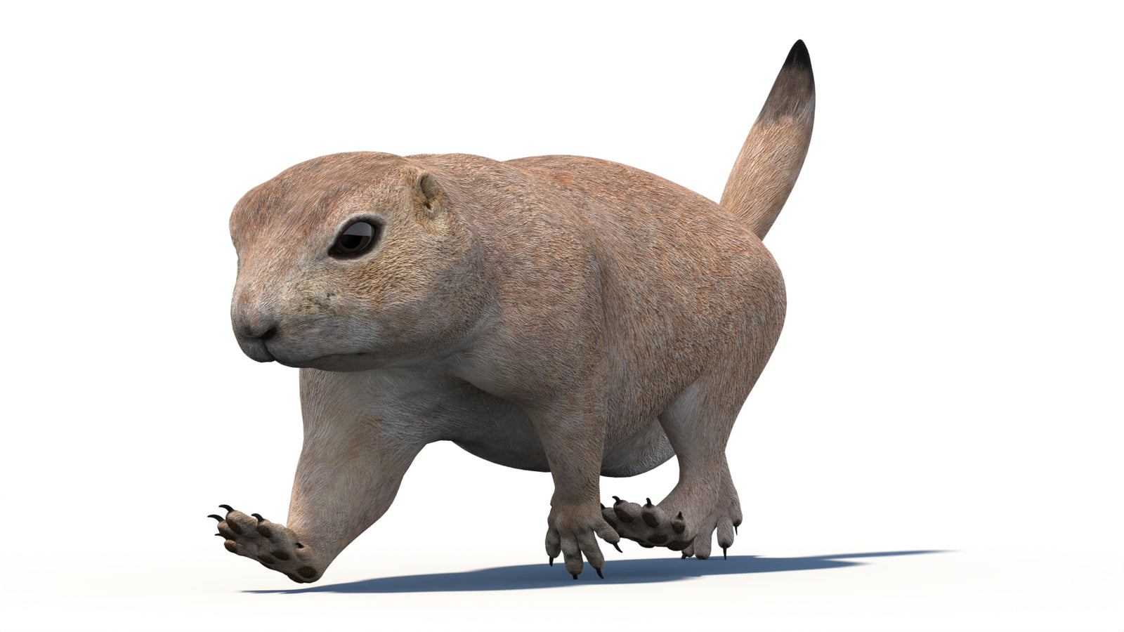 Animated Prairie Dog 3D Model 360° view 4 frame 10