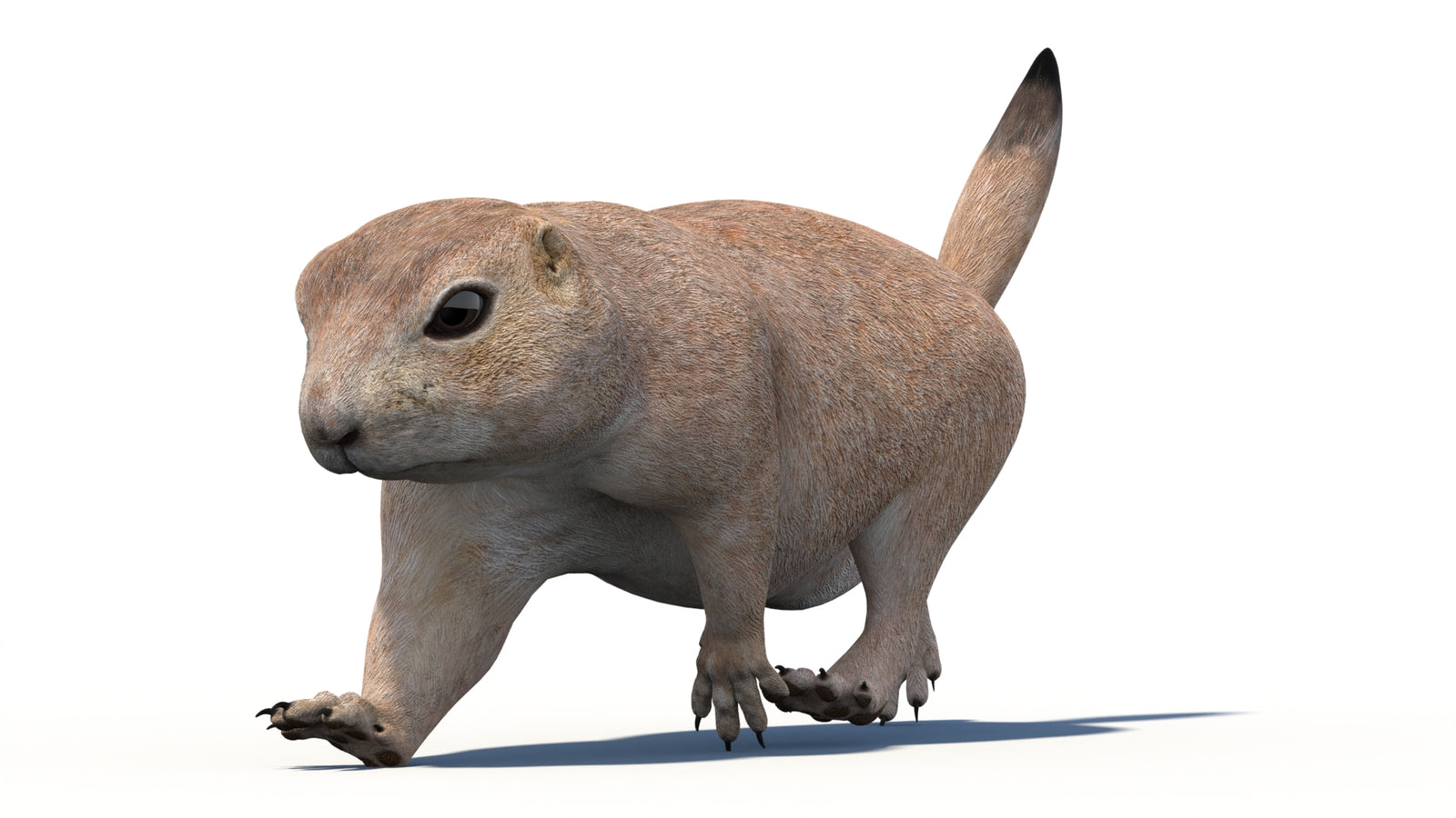 Animated Prairie Dog 3D Model 360° view 4 frame 11