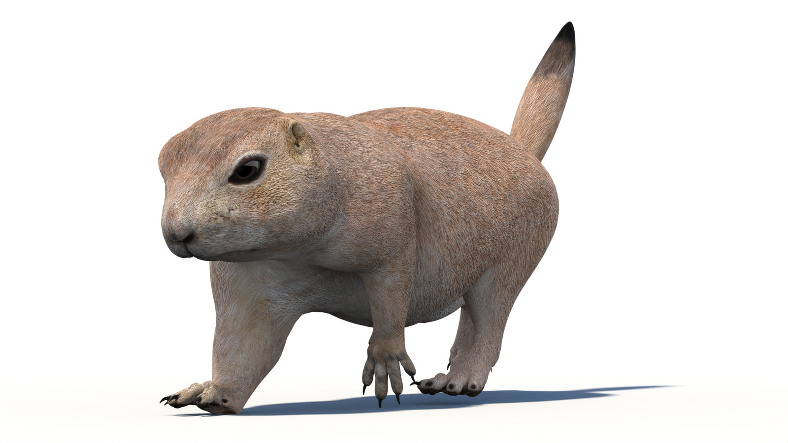 Animated Prairie Dog 3D Model 360° view 4 frame 12