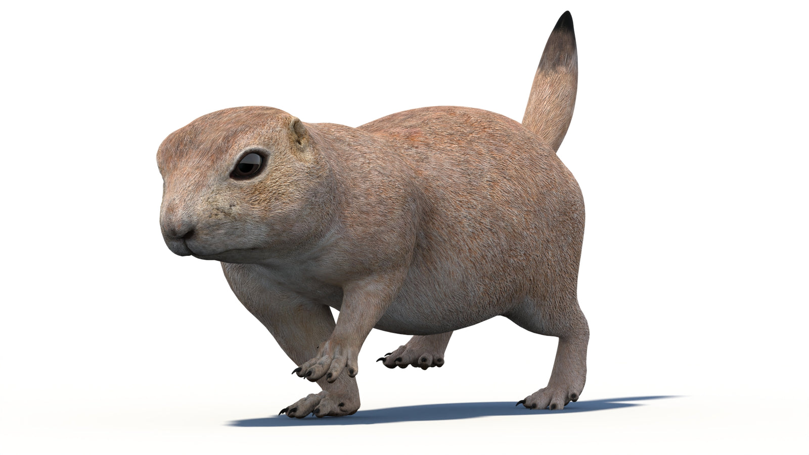 Animated Prairie Dog 3D Model 360° view 4 frame 16
