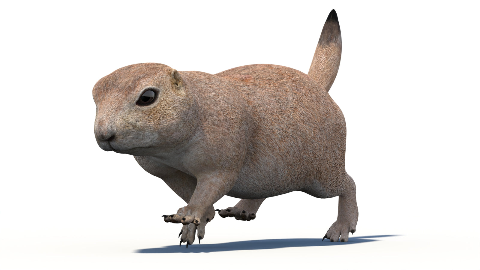 Animated Prairie Dog 3D Model 360° view 4 frame 17