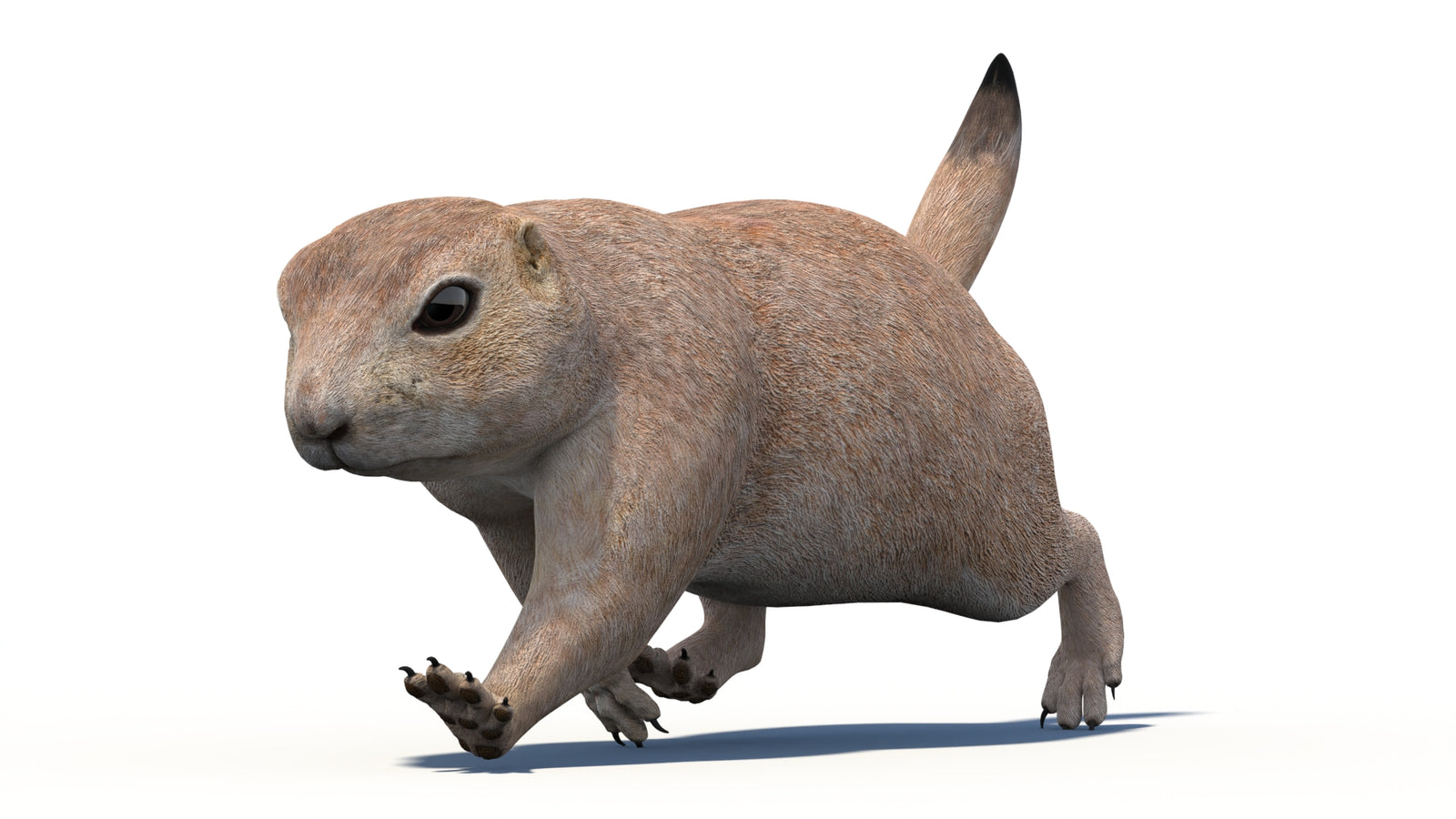 Animated Prairie Dog 3D Model 360° view 4 frame 20