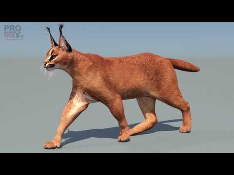 Animated Caracal 3D Model with Lifelike Walk Animation Cycle