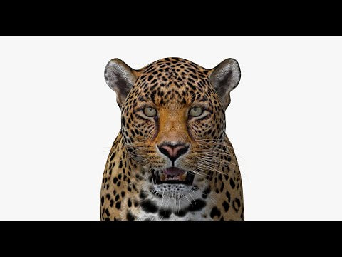 Realistic Leopard 3D Model 360 View