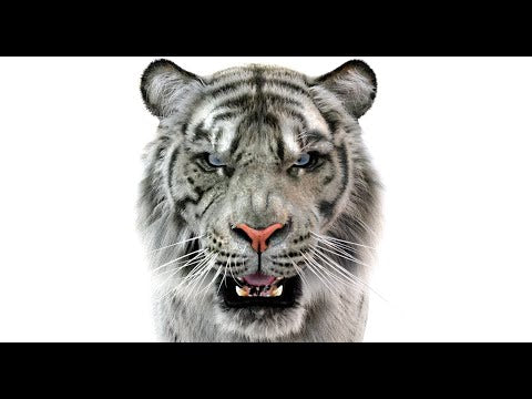 Realistic White Sumatran Tiger 3D Model with Fur