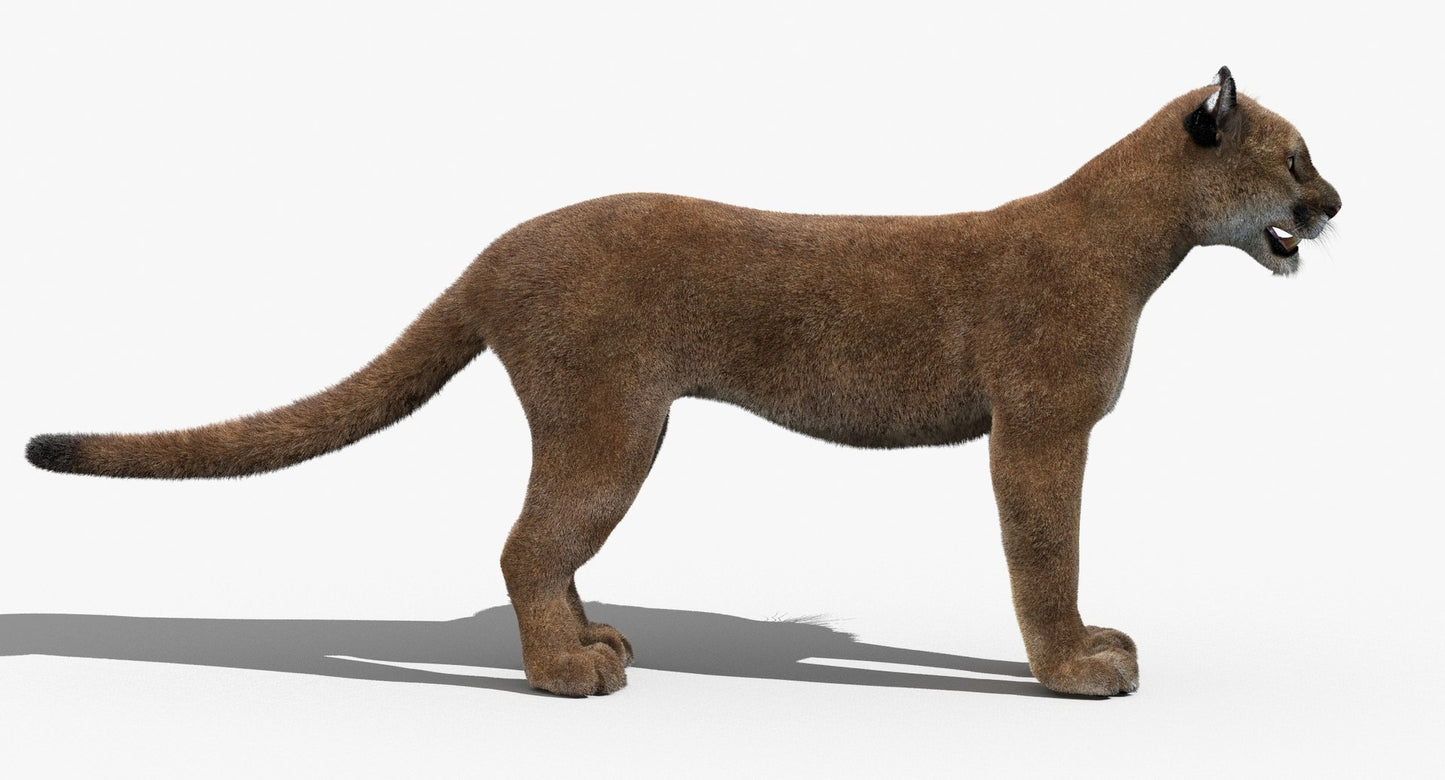 Side view of a 3D mountain lion model on a white background