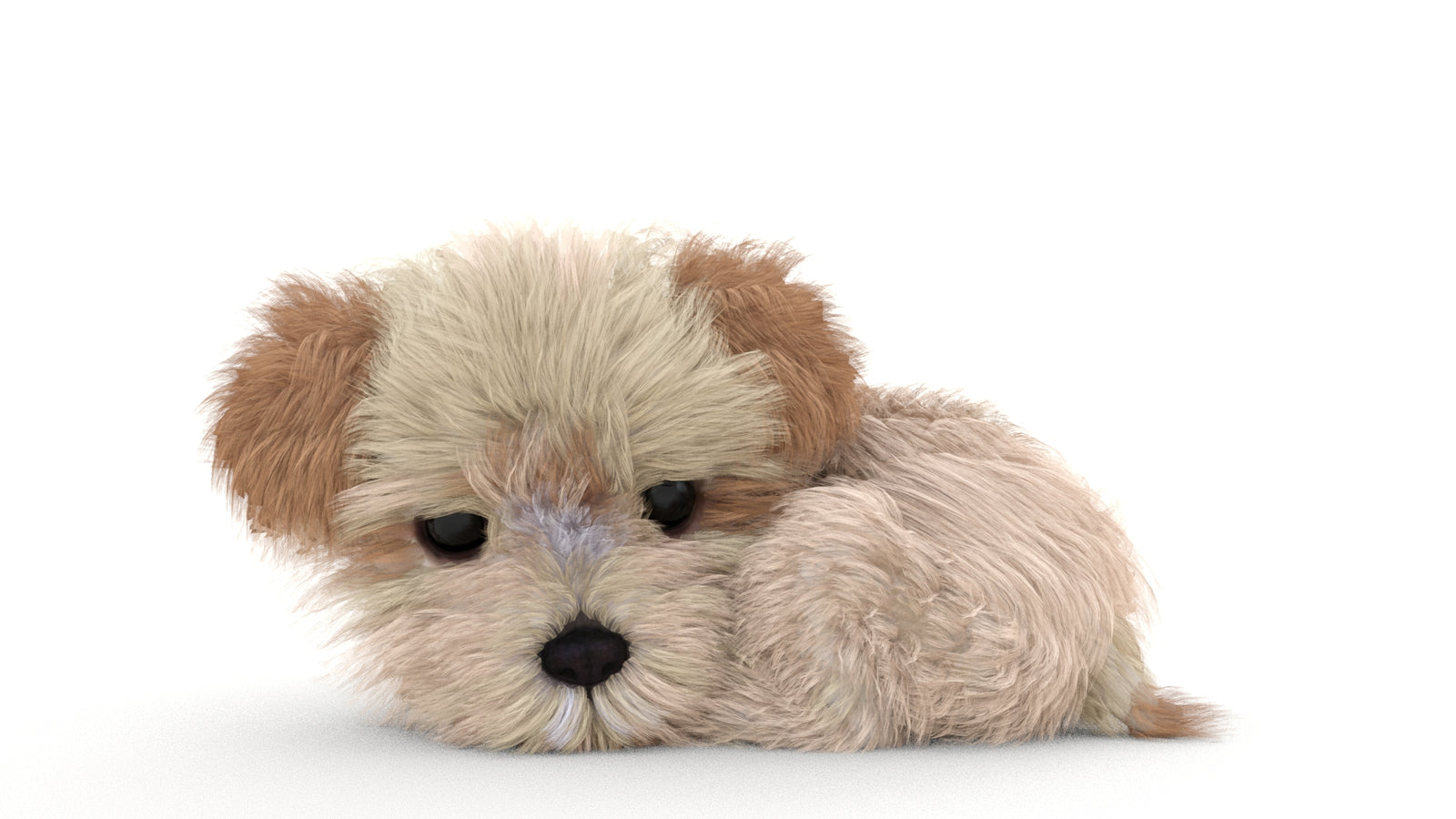 Animated Maltipoo Dog Puppy 3D Model Alpha Hair 360° view 3 frame 11