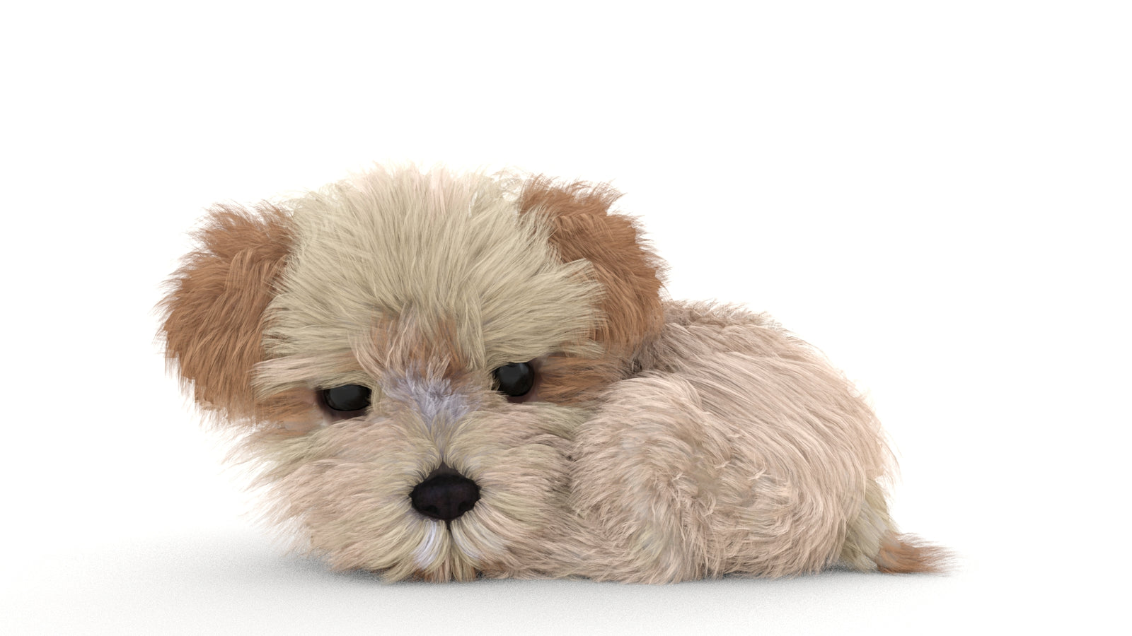 Animated Maltipoo Dog Puppy 3D Model Alpha Hair 360° view 3 frame 40