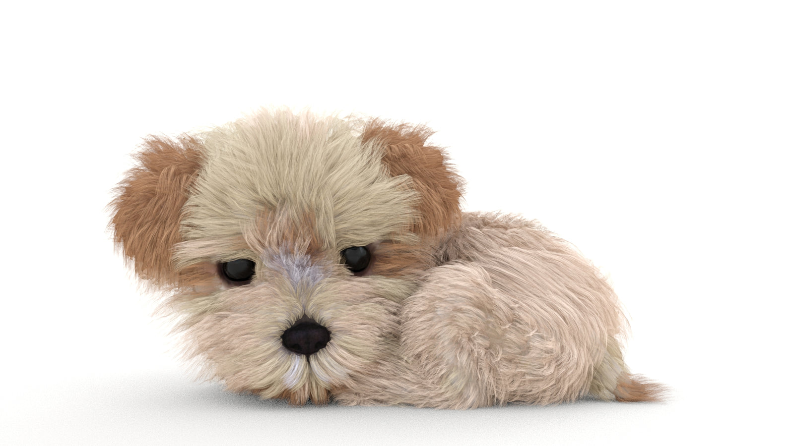 Animated Maltipoo Dog Puppy 3D Model Alpha Hair 360° view 3 frame 41