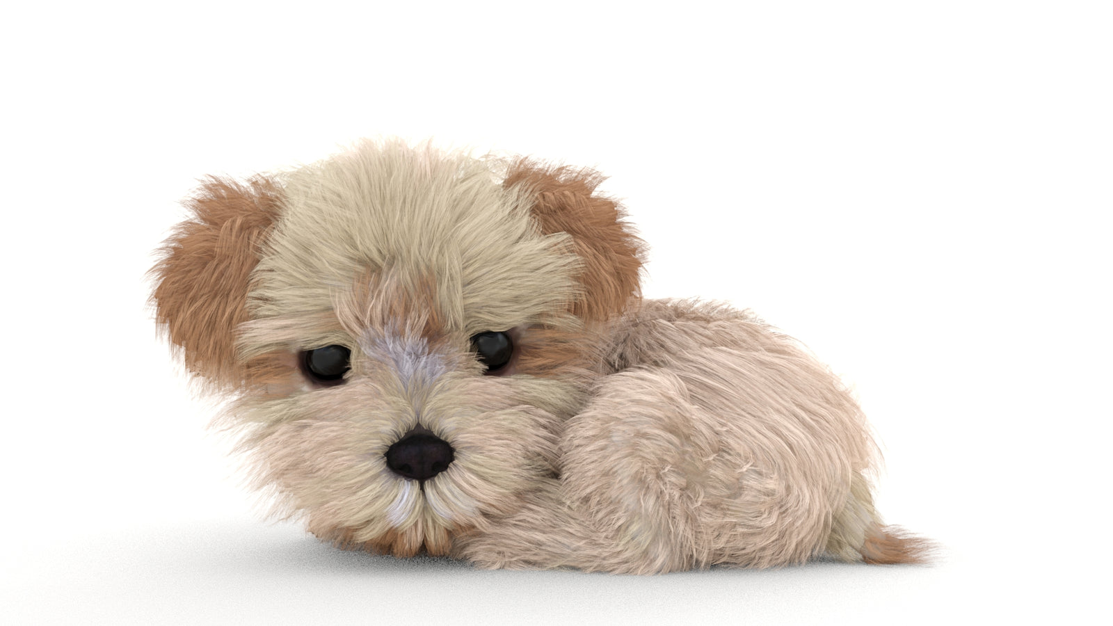 Animated Maltipoo Dog Puppy 3D Model Alpha Hair 360° view 3 frame 42
