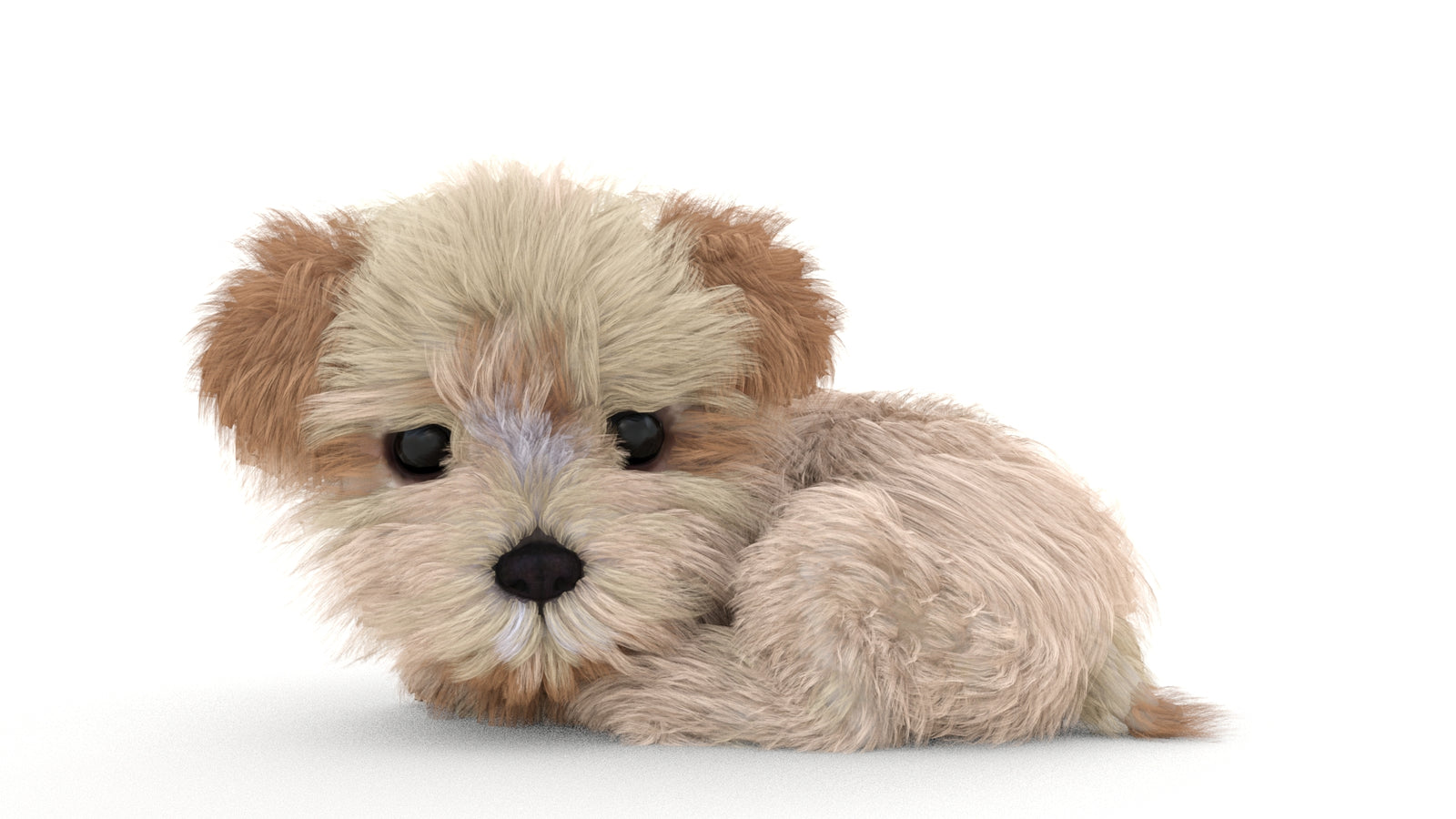 Animated Maltipoo Dog Puppy 3D Model Alpha Hair 360° view 3 frame 43