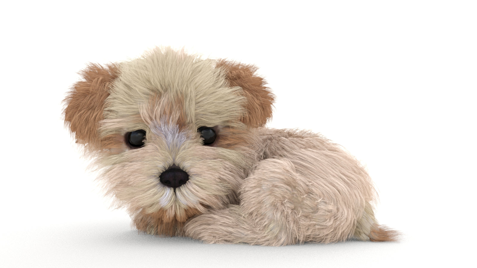 Animated Maltipoo Dog Puppy 3D Model Alpha Hair 360° view 3 frame 44