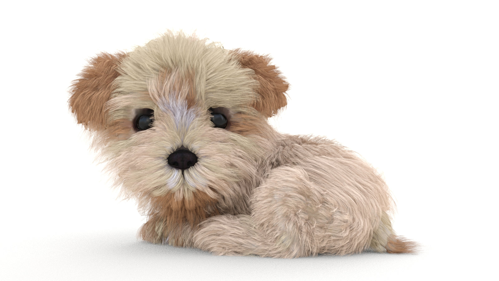 Animated Maltipoo Dog Puppy 3D Model Alpha Hair 360° view 3 frame 47