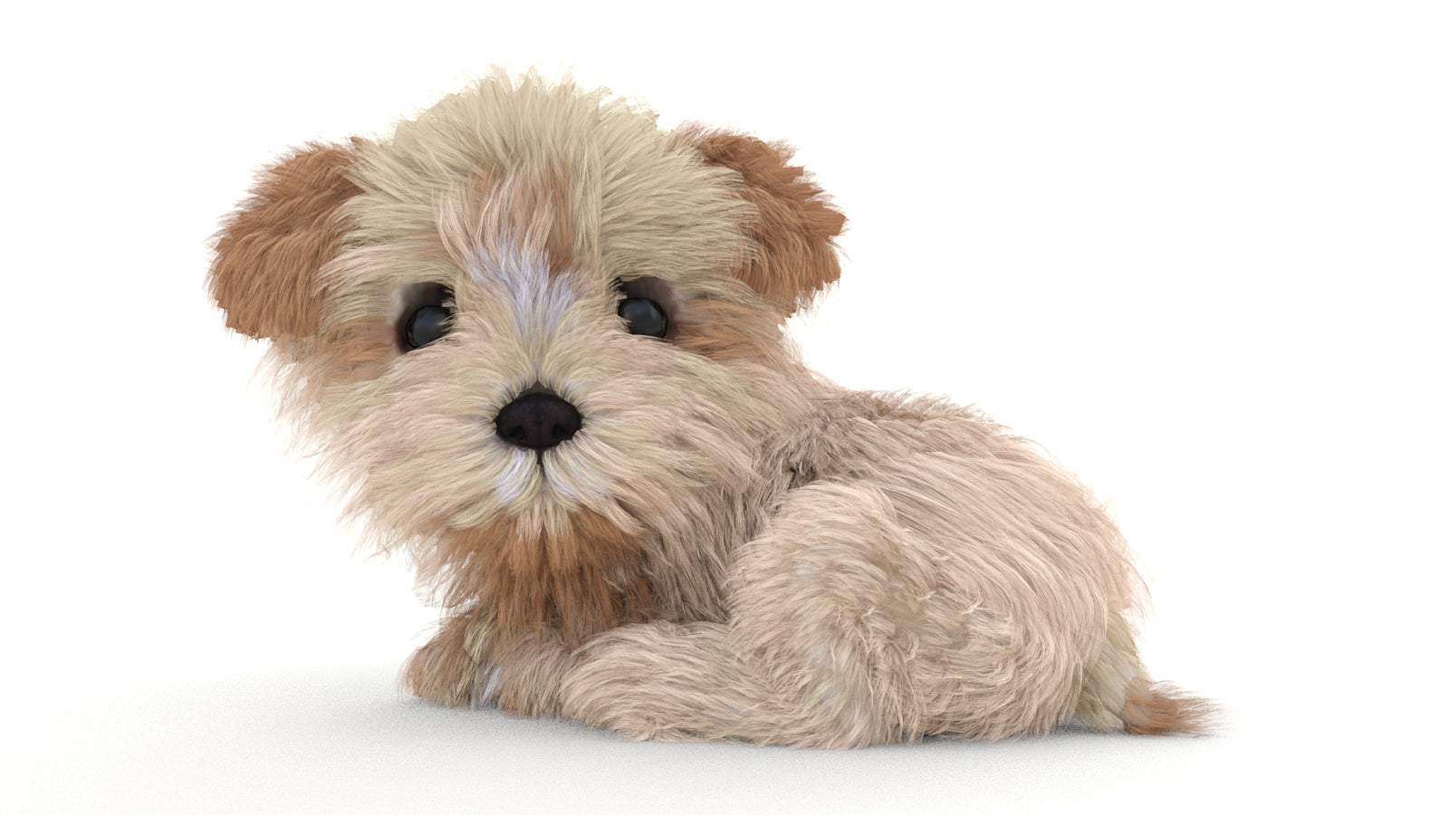 Animated Maltipoo Dog Puppy 3D Model Alpha Hair 360° view 3 frame 49