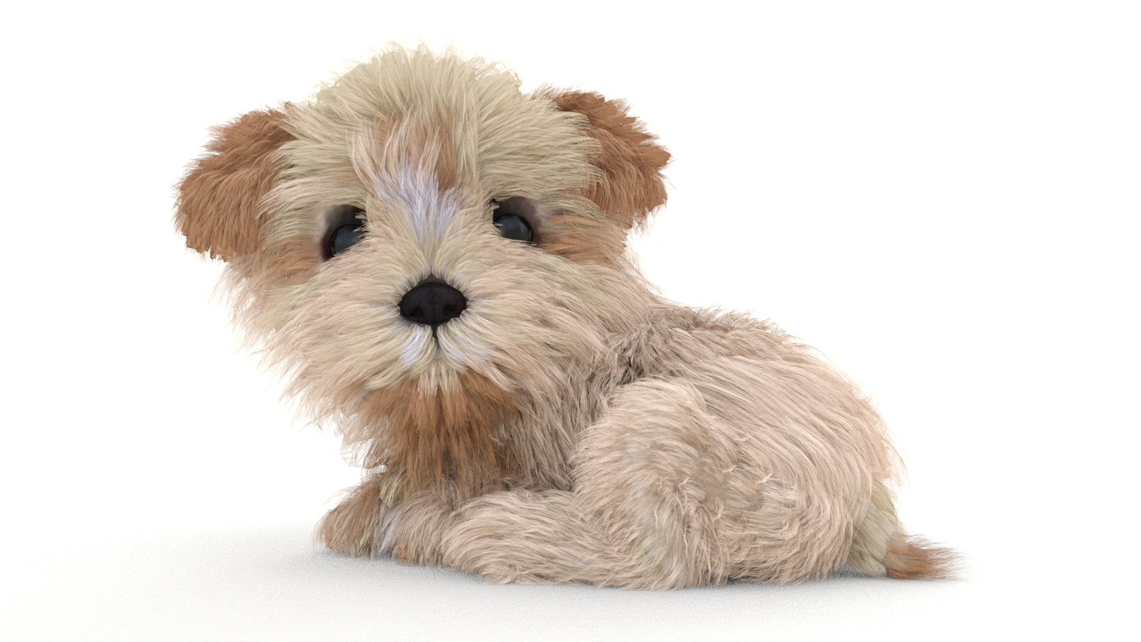 Animated Maltipoo Dog Puppy 3D Model Alpha Hair 360° view 3 frame 52
