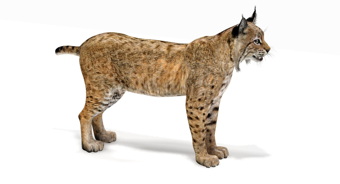 Realistic 3D Model bobcat for Download