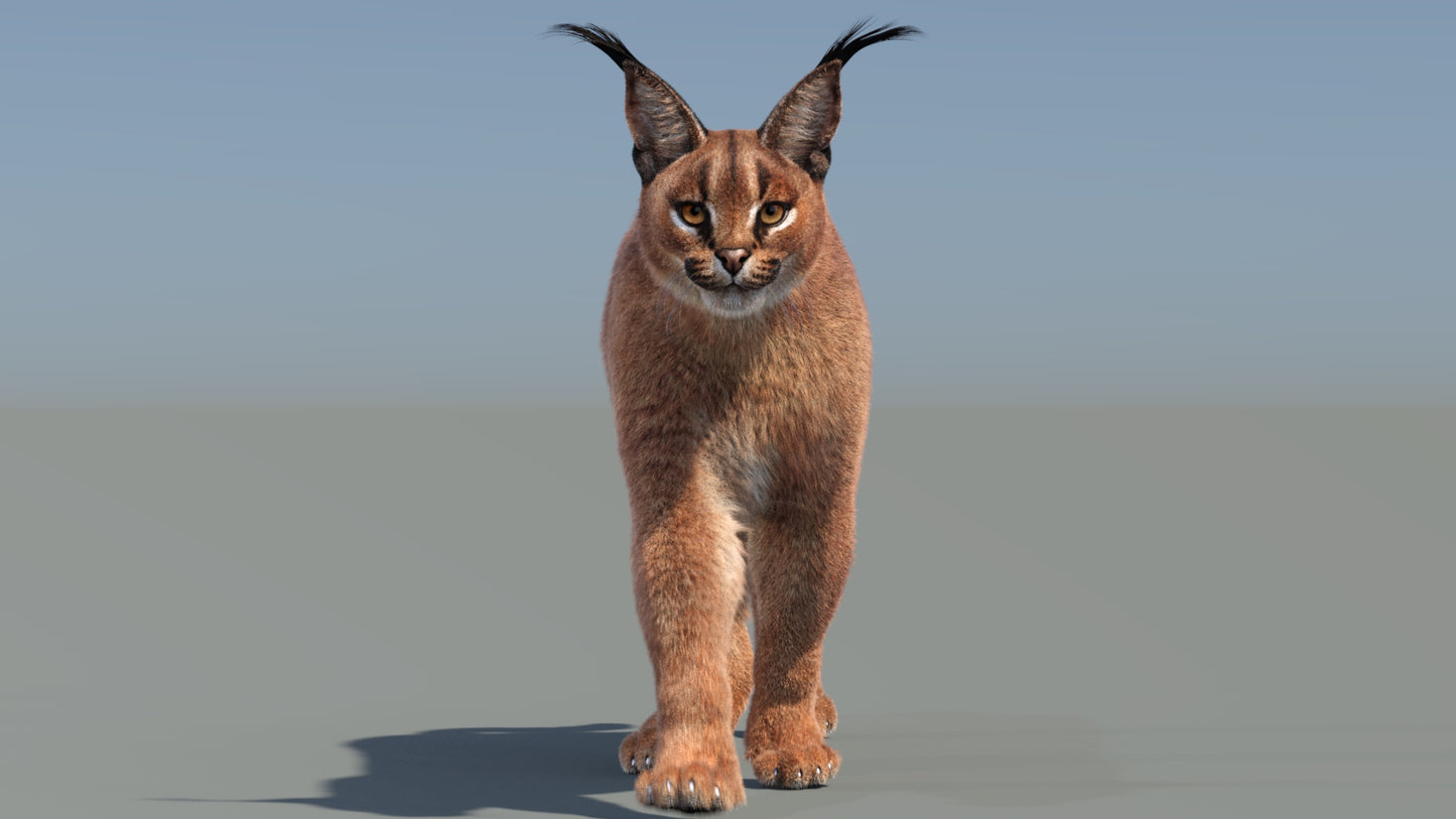 Animated Caracal 3D Model with Fur walking