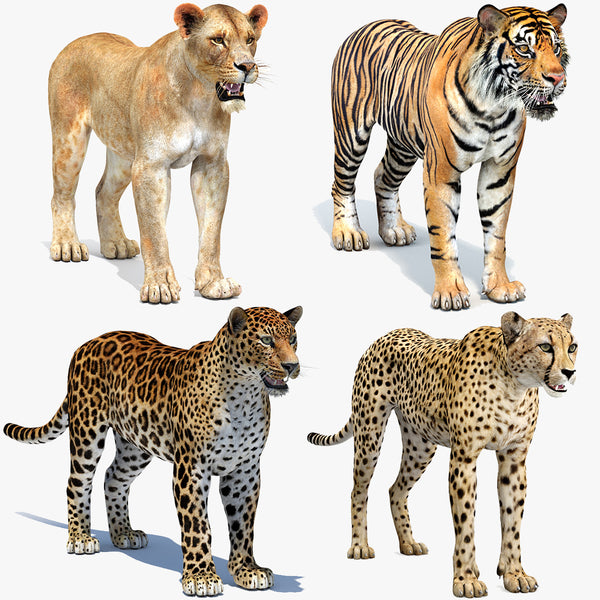 Big Cats 04 3D Model